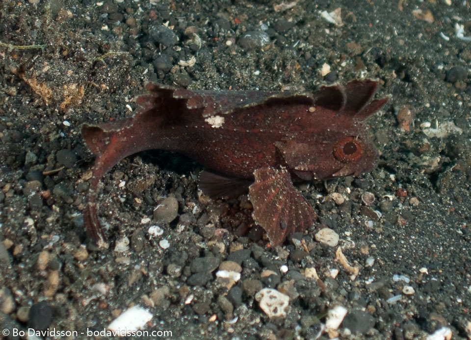 BD-090925-Lembeh-9253957-Taenianotus-triacanthus.-Lacepède.-1802-[Leaf-scorpionfish].jpg